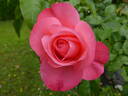 Rosanna ® rose photo