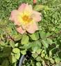 BENA rose photo