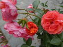 Theodor Fontane Rose rose photo