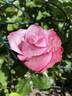 Deep Water rose photo