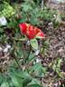 Art Nouveau rose photo