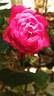 Dominica rose photo