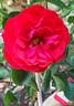 Kadora rose photo