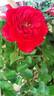 Kadora rose photo