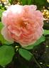 Kathryn Morley rose photo