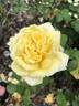 Golden Arctic rose photo