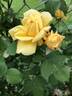 Golden Arctic rose photo
