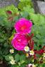 Babe Ruth rose photo