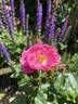 Catherine de Kerchove rose photo