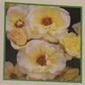 Lemon Lustre rose photo