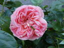 Voyage rose photo