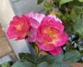Catherine de Kerchove rose photo