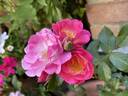Catherine de Kerchove rose photo