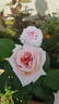Angel eyes rose photo