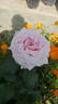 Angel eyes rose photo