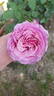 Dogaressa rose photo