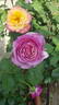 Dogaressa rose photo