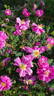 William III rose photo