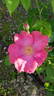 Ibisco rose photo