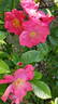 Ibisco rose photo