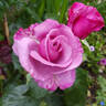 Moody Blue rose photo