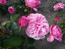 Baronesse rose photo