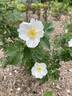 Ross Rambler rose photo