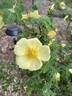 Yellow Altai rose photo