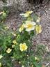 Yellow Altai rose photo