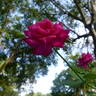 Princesse de Sagan rose photo