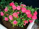 Bonapart rose photo