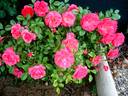 Bonapart rose photo