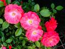 Bonapart rose photo