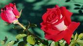 Osiria rose photo