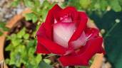 Osiria rose photo