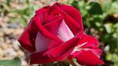 Osiria rose photo