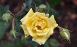 Old Yella rose photo