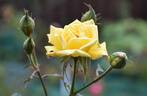 Old Yella rose photo