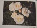 Lady Romsey rose photo