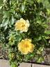 Nitty Gritty™ Yellow rose photo