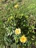 Nitty Gritty™ Yellow rose photo