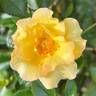 Nitty Gritty™ Yellow rose photo