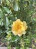 Nitty Gritty™ Yellow rose photo