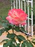 Summer Glow rose photo