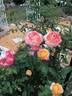 Summer Glow rose photo