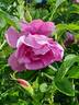 Pink Roadrunner ® rose photo