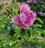 Pink Roadrunner ® rose photo