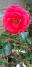 Kadora rose photo