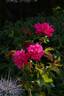Contrast rose photo