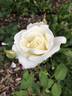 Mrs. Herbert Stevens rose photo
